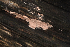 Etheirodon fimbriatum