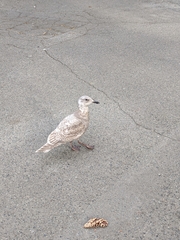 Larus glaucescens × occidentalis