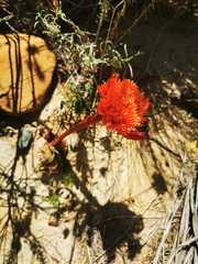Haemanthus