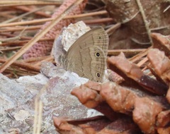 Hermeuptychia sosybius