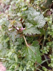 Lamium hybridum
