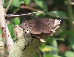 Erynnis juvenalis