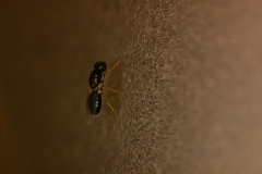 Sarginae