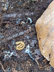 Haplophilus subterraneus