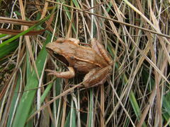 Rana arvalis