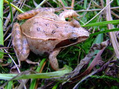 Rana arvalis