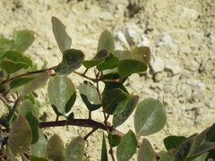 Capparis spinosa