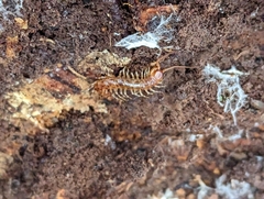Lithobius