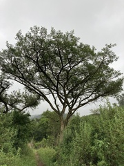 Vachellia sieberiana