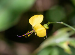 Aneilema aequinoctiale