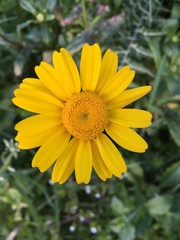 Coleostephus myconis