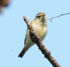 Phylloscopus inornatus