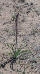 Eremurus inderiensis