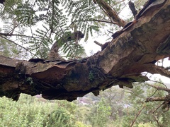 Vachellia sieberiana
