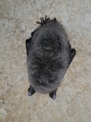 Myotis daubentonii