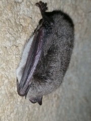 Myotis daubentonii
