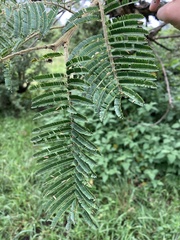 Vachellia sieberiana