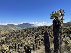 Espeletia hartwegiana