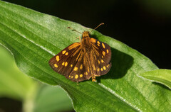 Metisella metis paris