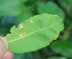 Liriomyza schmidti
