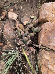 Adromischus umbraticola