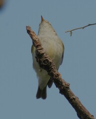 Phylloscopus inornatus