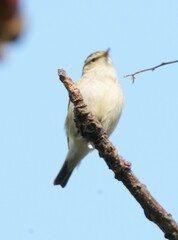 Phylloscopus inornatus