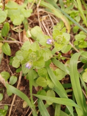 Veronica hederifolia