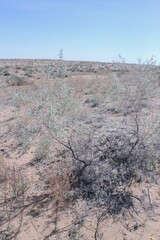 Ammodendron bifolium