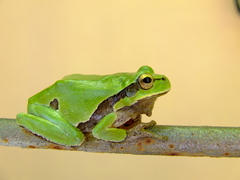Hyla orientalis