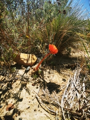Haemanthus