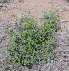 Heliotropium dasycarpum