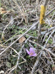 Colchicum trigynum