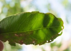 Liriomyza schmidti