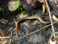 Ablepharus kitaibelii