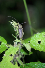 Jamesia papulenta