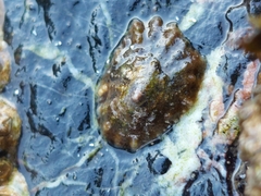 Patella ulyssiponensis