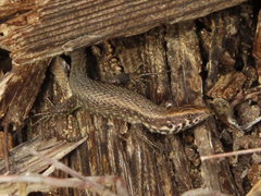 Algyroides moreoticus