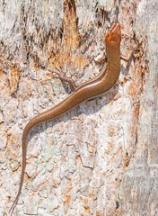 Plestiodon inexpectatus