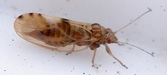 Cacopsylla fulguralis