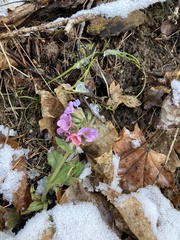 Pulmonaria officinalis