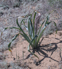Eremurus inderiensis