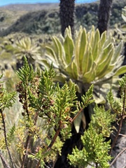 Hypericum laricifolium