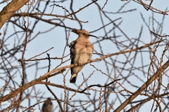 Upupa epops