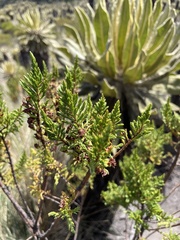 Hypericum laricifolium