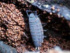 Porcellionides sexfasciatus