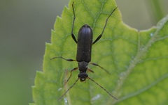 Grammoptera ruficornis