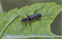 Grammoptera ruficornis