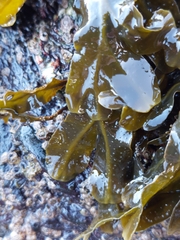 Fucus spiralis