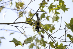 Parus monticolus